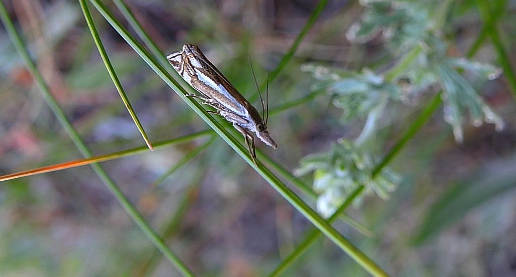 Crambus alienellus