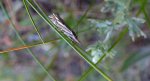 Crambus alienellus