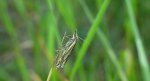 Crambus alienellus