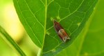Ancylis mitterbacheriana