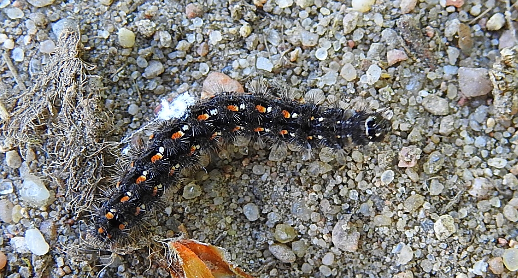 Fałdówka porostówka (Eilema complana)