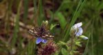 Pyrausta ostrinalis