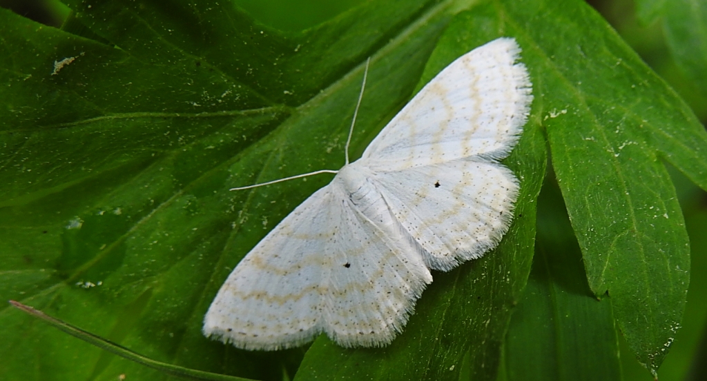 Wątlak niezmiennik (Scopula immutata)