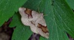 Nakreślik iwiniak (Plagodis pulveraria)