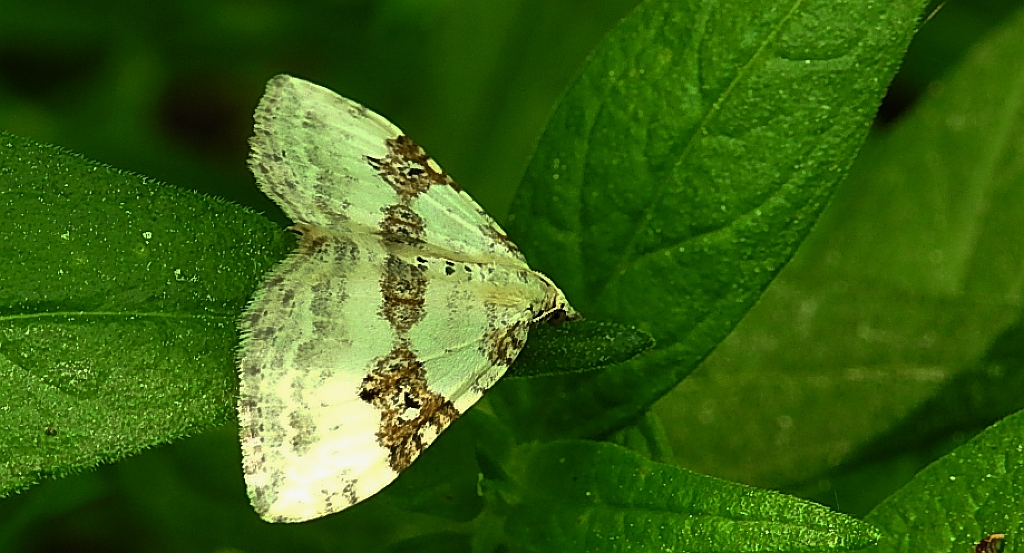 Paśnik nagórek (Xanthorhoe montanata)