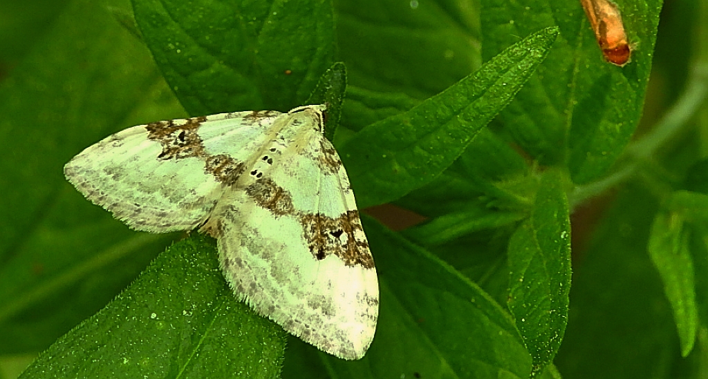 Paśnik nagórek (Xanthorhoe montanata)