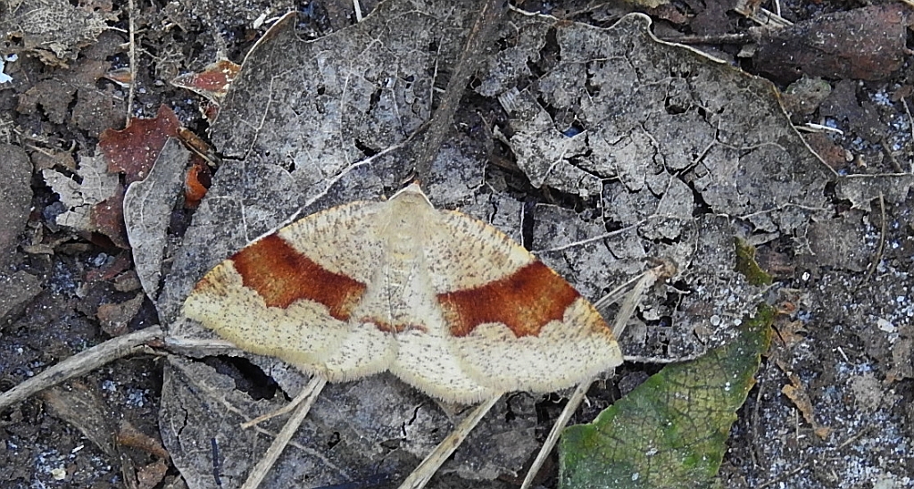 Nakreślik iwiniak (Plagodis pulveraria)
