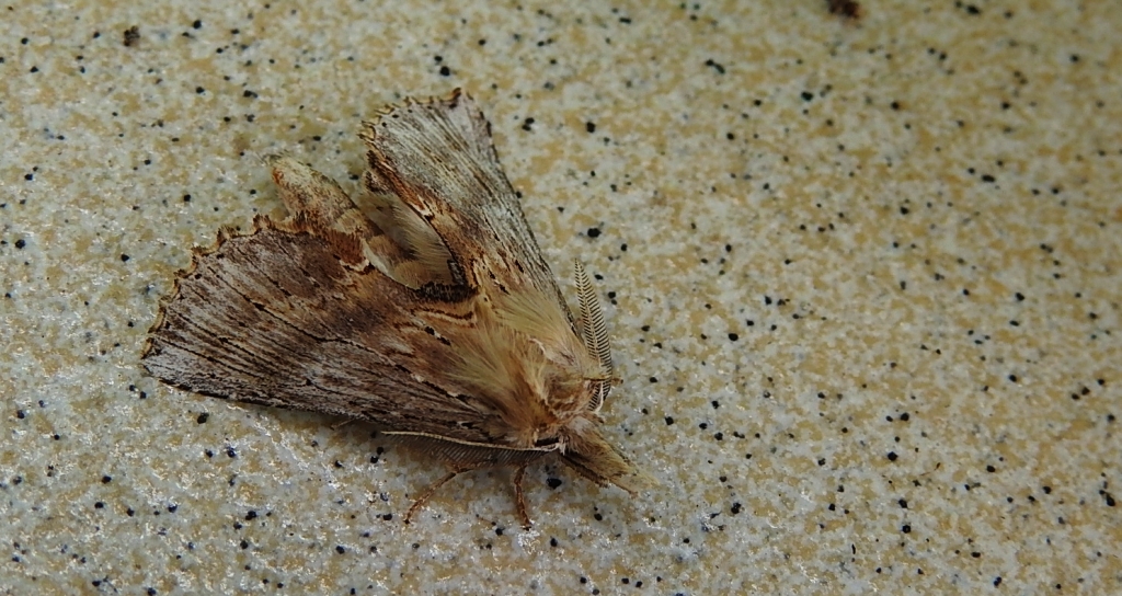Dzióbica głaszczkówka (Pterostoma palpina)