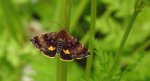 Pyrausta porphyralis