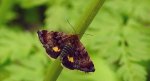 Pyrausta porphyralis