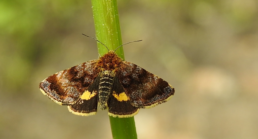 Pyrausta porphyralis