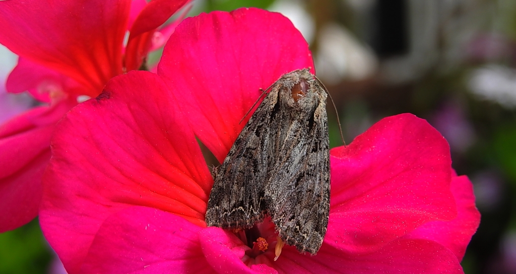Piętnówka kapustnica (Mamestra brassicae)