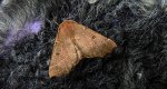 Ciośnik dwuzębiak (Odontopera bidentata)