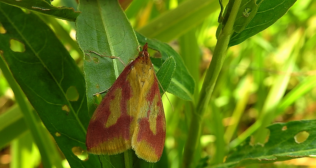 Ostrinia palustralis