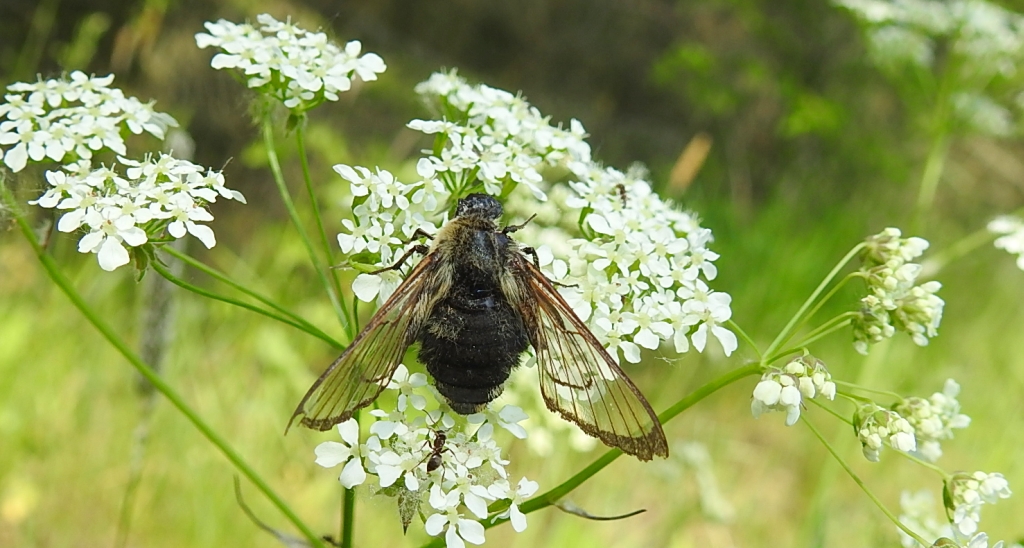 Fruczak trutniowiec (Hemaris tityus)