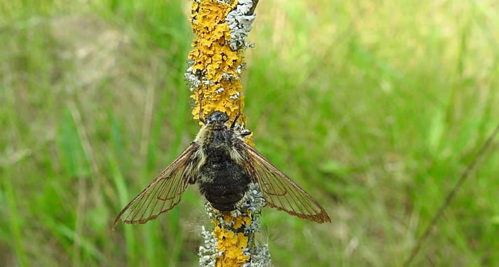 Fruczak trutniowiec (Hemaris tityus)
