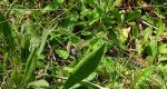Fruczak trutniowiec (Hemaris tityus)