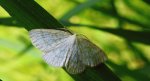 Ciemnokres wierzbowiec (Cabera pusaria)