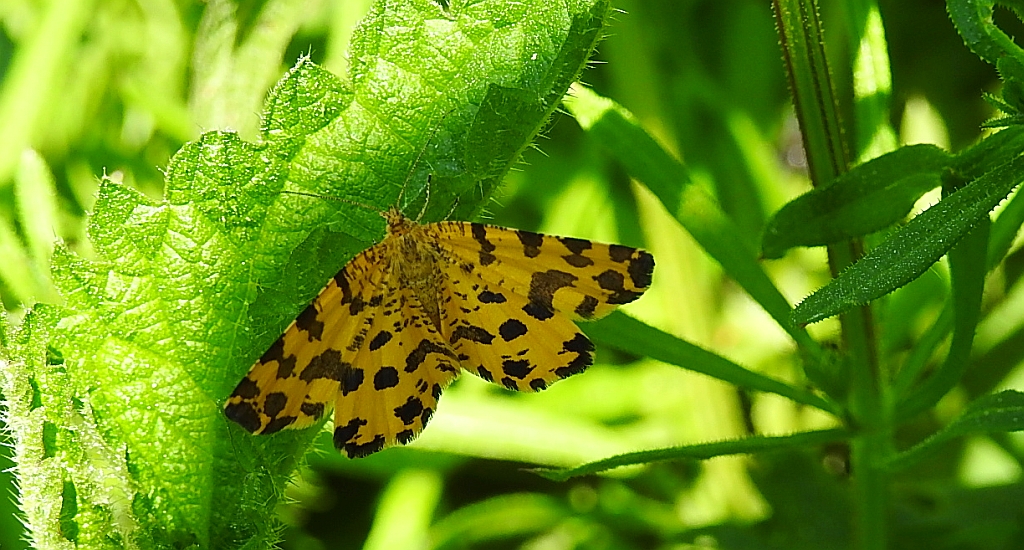 Osmaganek plamek (Pseudopanthera macularia)