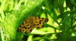 Osmaganek plamek (Pseudopanthera macularia)