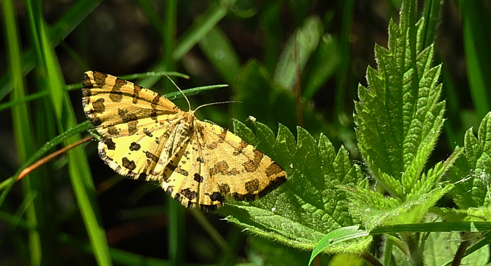 Osmaganek plamek (Pseudopanthera macularia)
