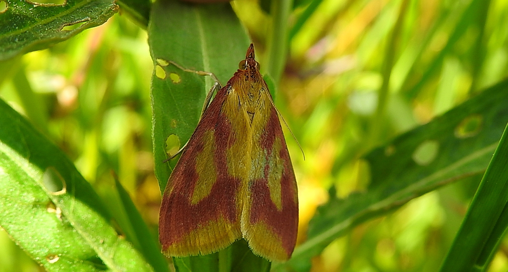 Ostrinia palustralis