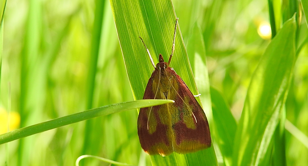 Ostrinia palustralis
