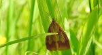 Ostrinia palustralis
