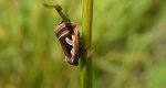 Deltote uncula
