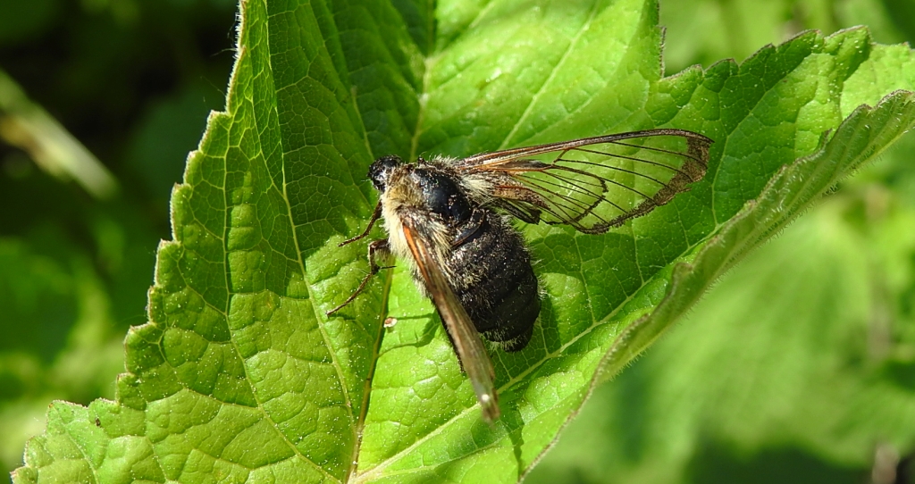 Fruczak trutniowiec (Hemaris tityus)
