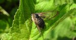 Fruczak trutniowiec (Hemaris tityus)