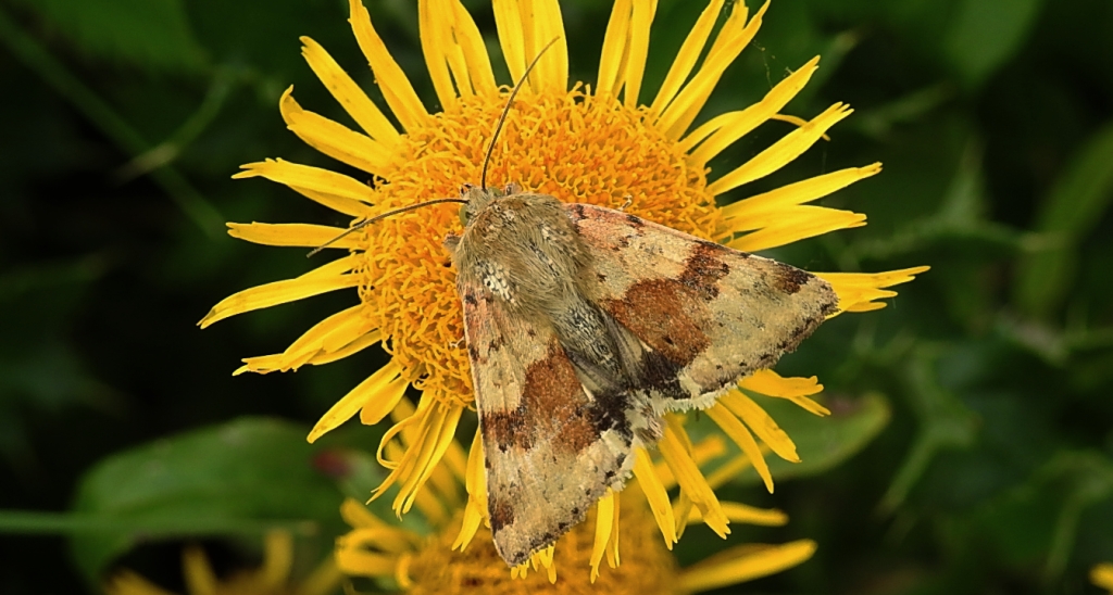 Słonecznica szczeciówka (Heliothis viriplaca)