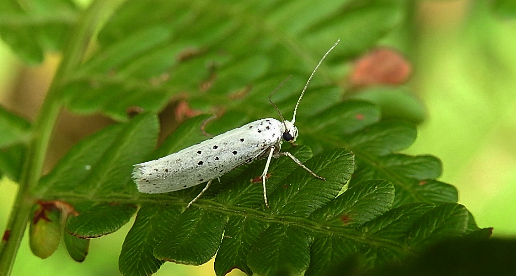 Yponomeuta padella