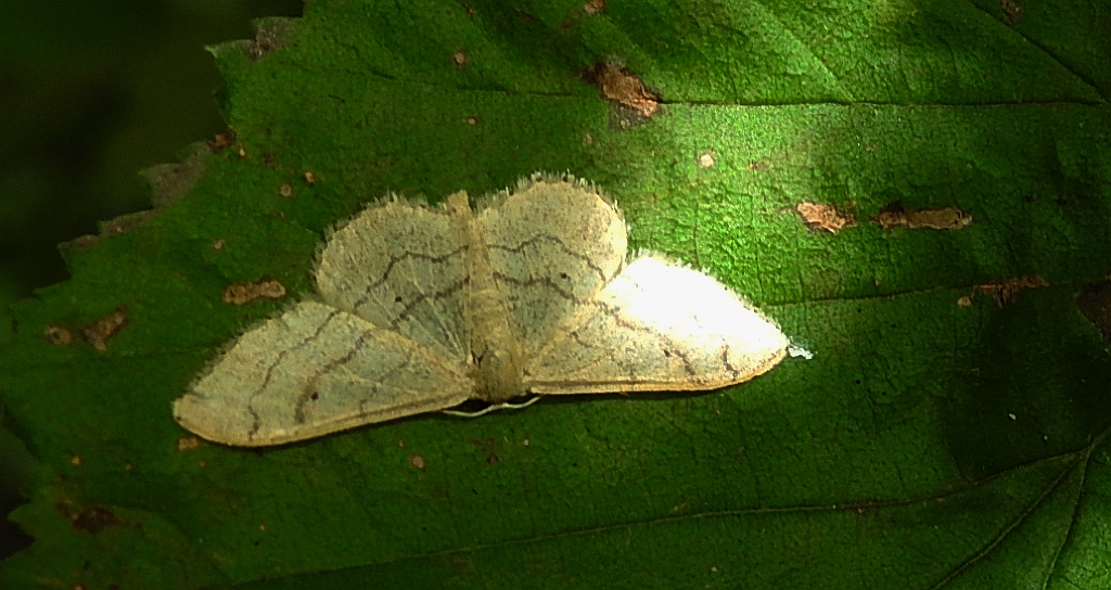 Krocznik odwrotnik (Idaea aversata)