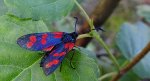 Kraśnik sześcioplamek (Zygaena filipendulae)