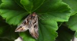 Błyszczka jarzynówka (Autographa gamma)