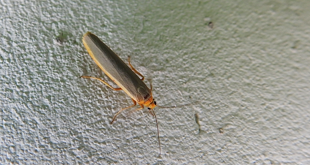 Fałdówka porostówka (Eilema complana)
