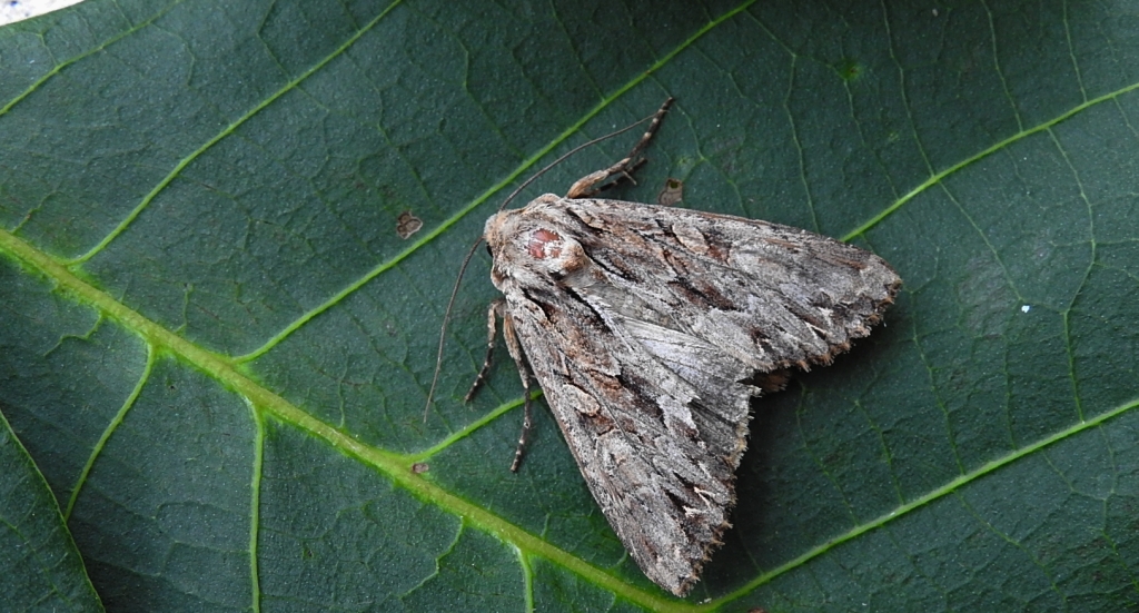 Paciepnica korzeniówka (Apamea monoglypha)