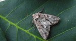 Paciepnica korzeniówka (Apamea monoglypha)