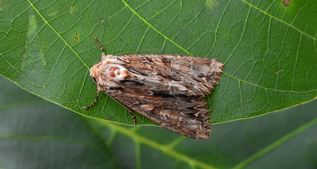 Paciepnica korzeniówka (Apamea monoglypha)