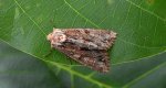 Paciepnica korzeniówka (Apamea monoglypha)