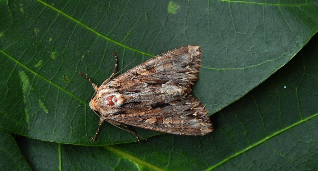 Paciepnica korzeniówka (Apamea monoglypha)