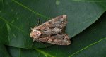 Paciepnica korzeniówka (Apamea monoglypha)