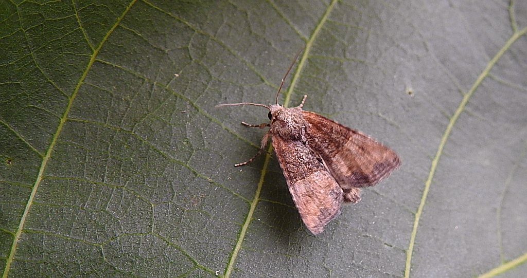 Mesoligia furuncula