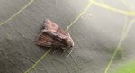 Mesoligia furuncula
