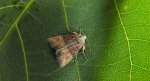 Mesoligia furuncula