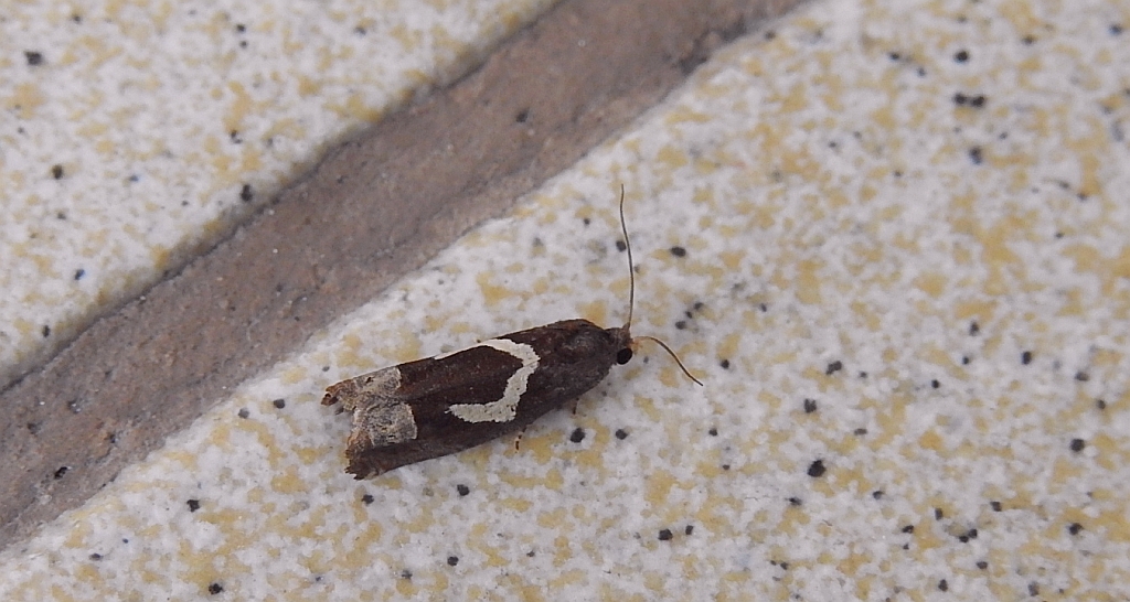 Epiblema foenella