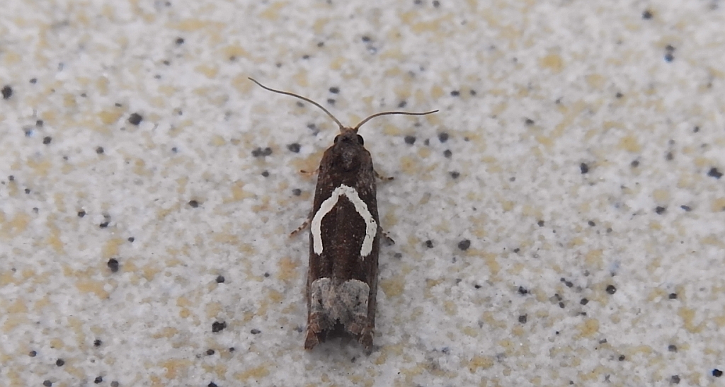 Epiblema foenella