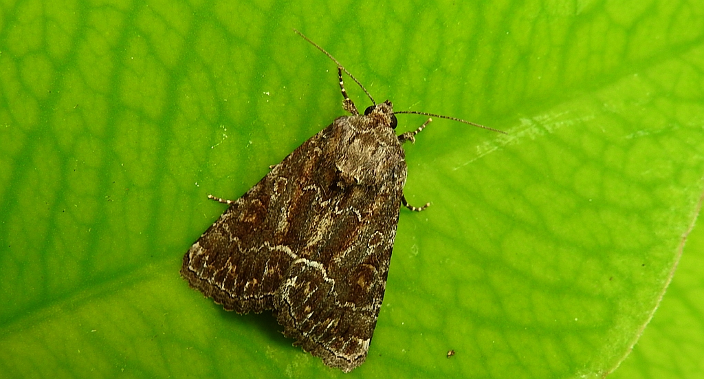 Ponurzyca źralica (Thalpophila matura)
