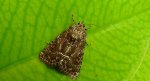 Ponurzyca źralica (Thalpophila matura)